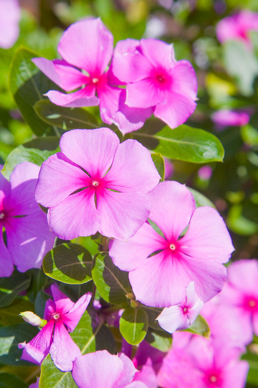 Madagascar Periwinkle  Catharanthus roseus  100 Seeds  USA Company