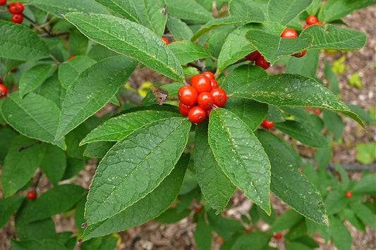 Winterberry  Ilex verticillata  500 Seeds  USA Company
