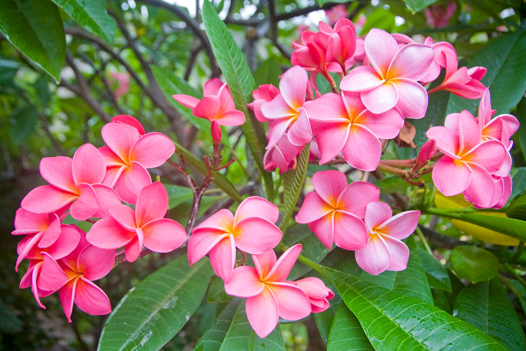 Frangipani 20 Seeds  Plumeria rubra  USA Company