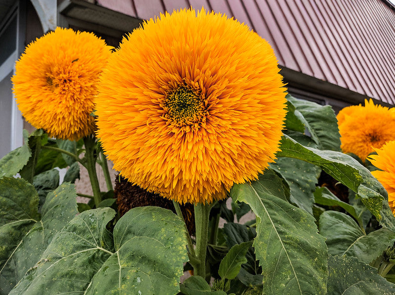 Giant Sungold Sunflower  100 Seeds  Helianthus Annuus