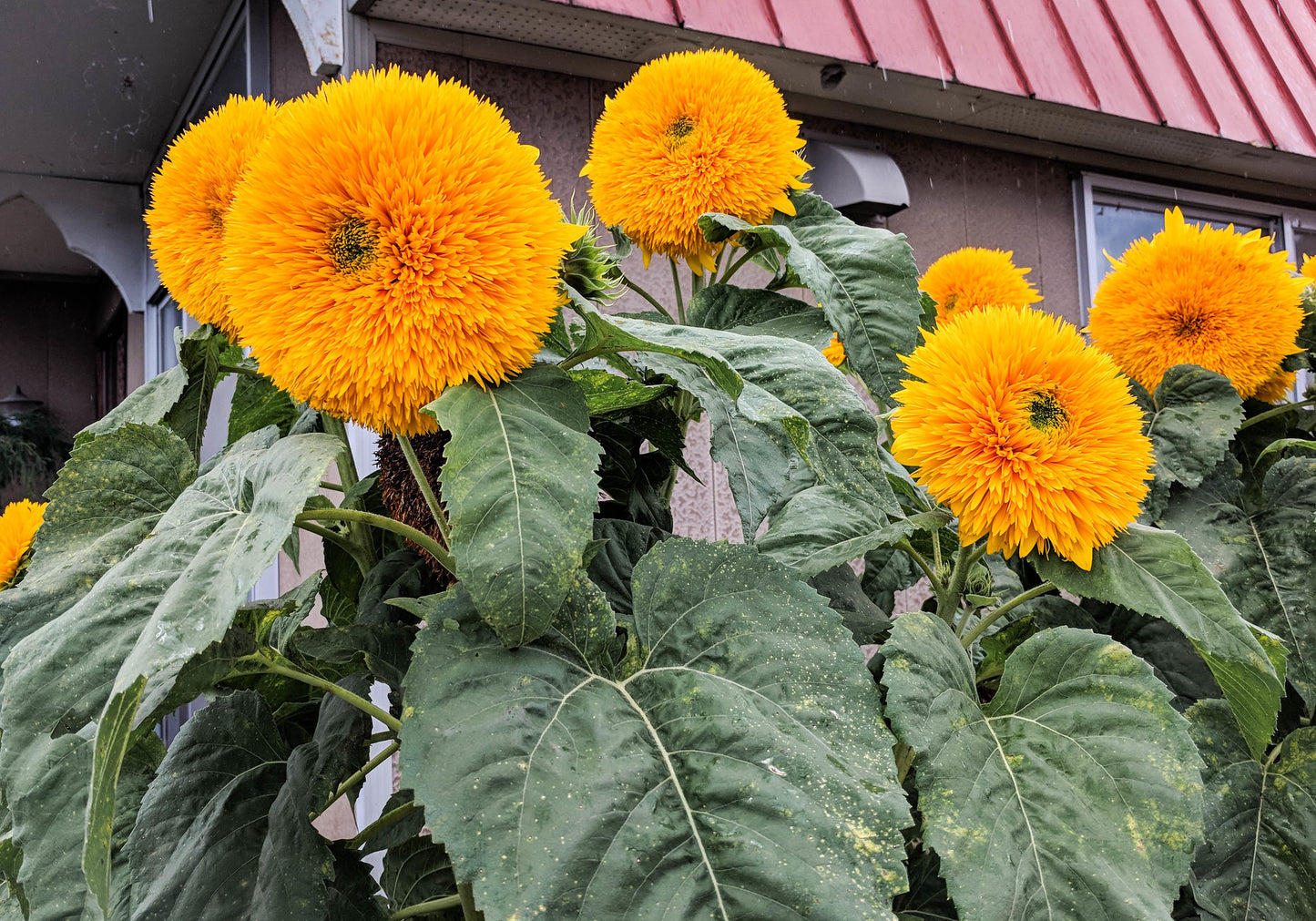 Giant Sungold Sunflower  100 Seeds  Helianthus Annuus