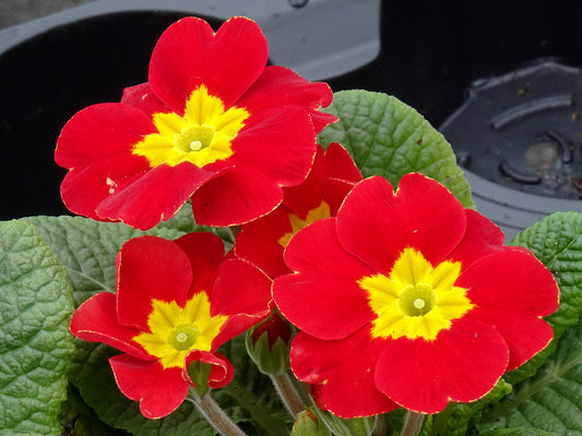 Scarlet Primrose  100 Seeds  Primula acaulis