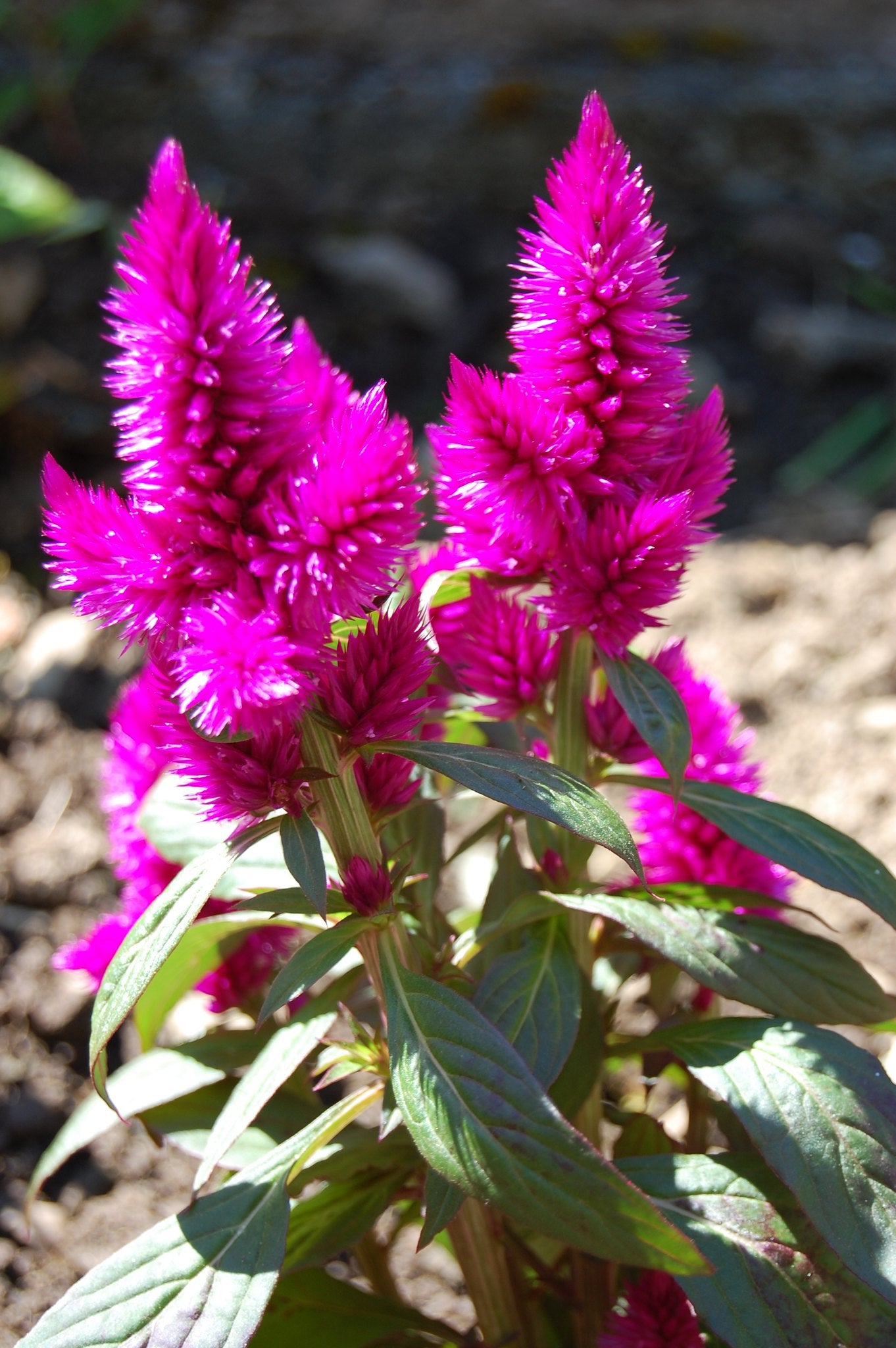 Pink Celosia  250 Seeds  Celosia plumosa
