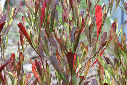 Purple Hopbush   10 Seeds   Dodonaea viscosa
