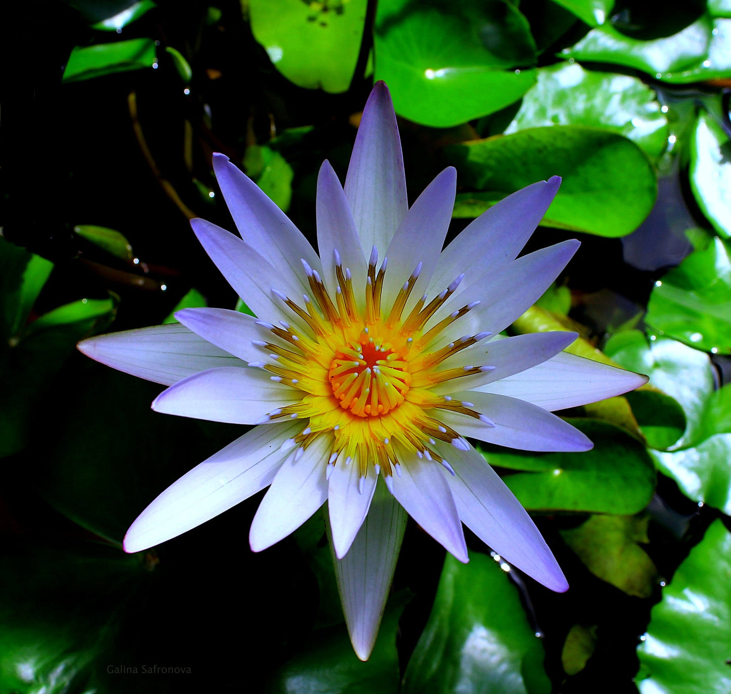 Blue Water Lily Nymphaea nouchali 10 Seeds