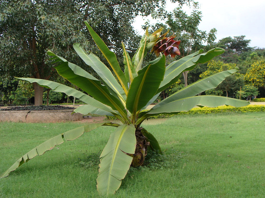 Hardy Cliff Banana   5 Seeds   Ensete superbum