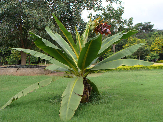 Hardy Cliff Banana   5 Seeds   Ensete superbum