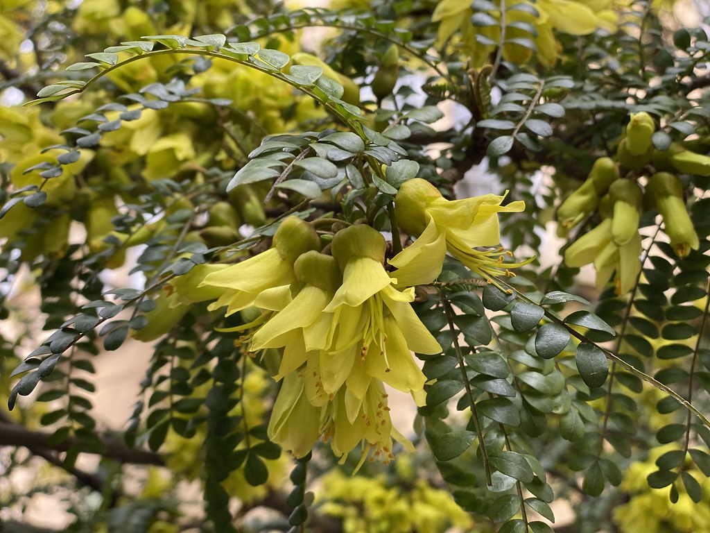 Large-Leaved Kowhai   5 Seeds   Sophora tetraptera