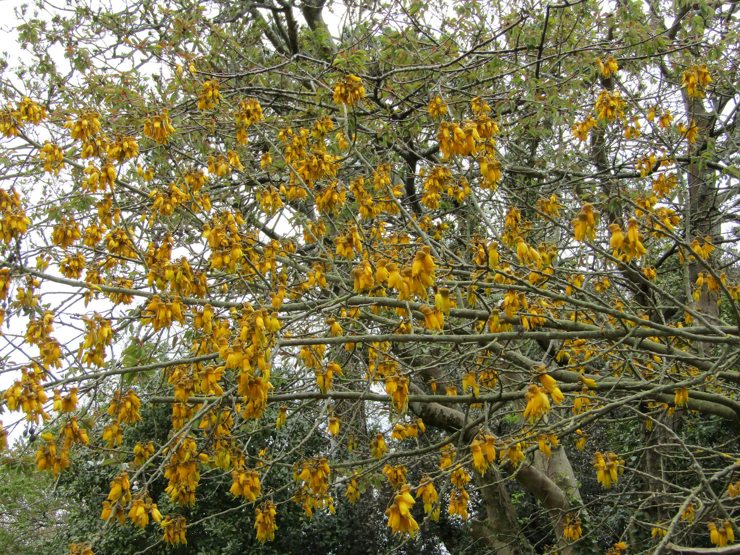 Large-Leaved Kowhai   5 Seeds   Sophora tetraptera
