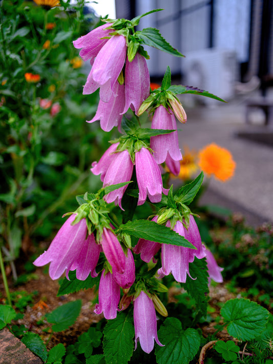 Spotted Bellflower Campanula punctata 100 Seeds