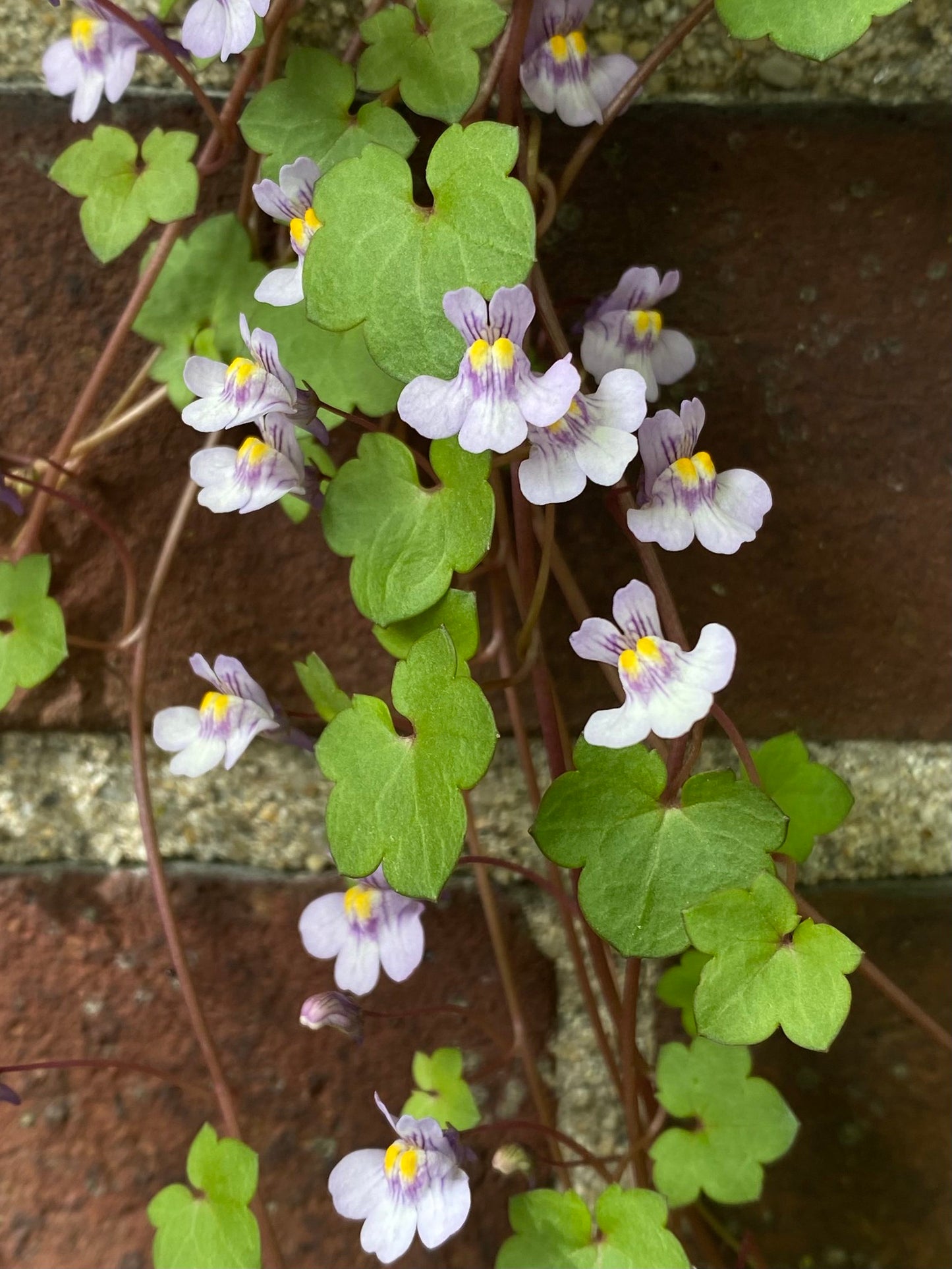Kenilworth Ivy  100 Seeds  Cymbalaria muralis