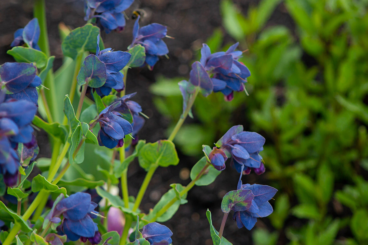 Blue Shrimp Plant Cerinthe major  500 Seeds