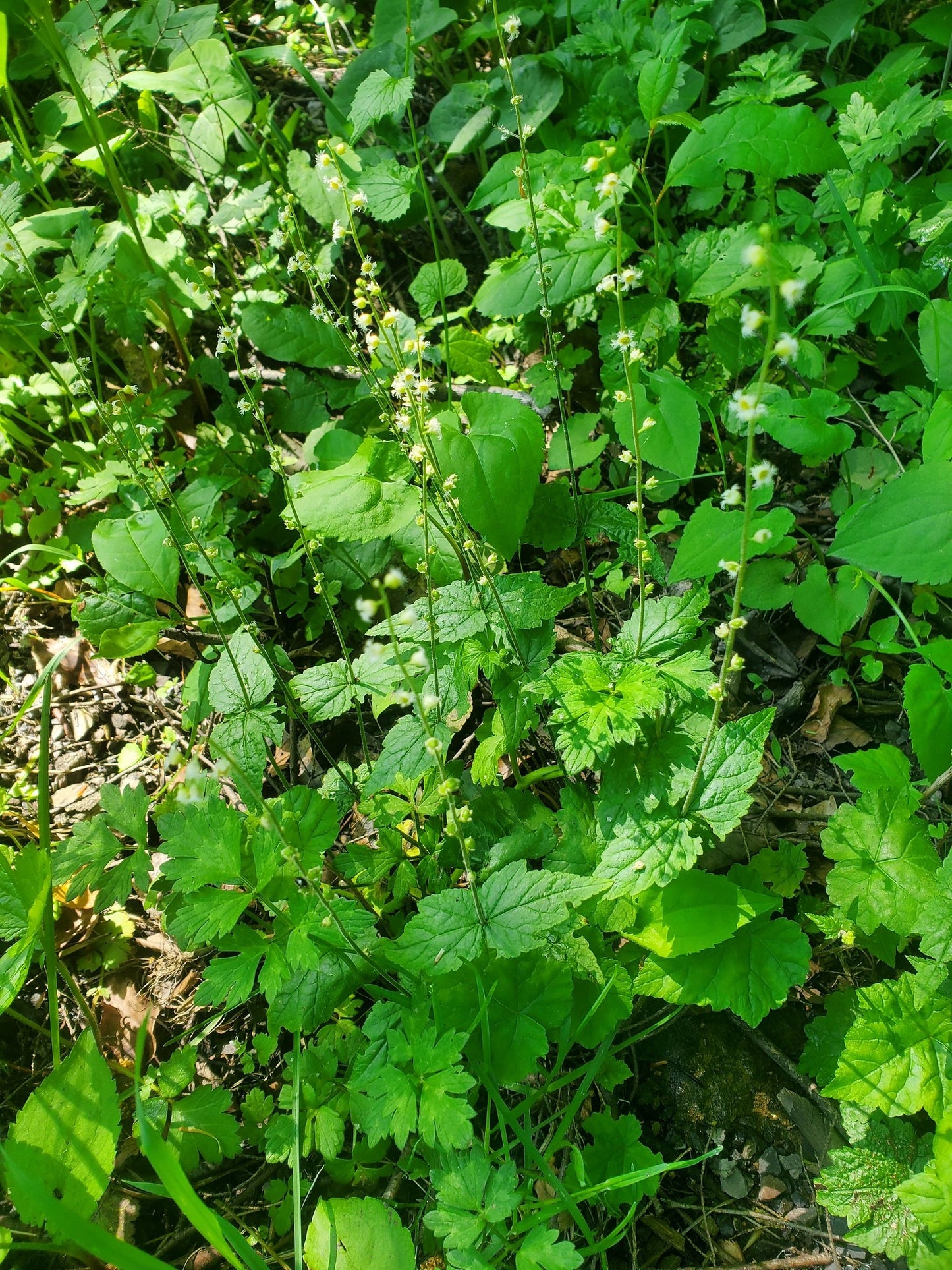 Bishop’s Cap  100 Seeds  Mitella diphylla