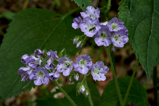 Great Waterleaf  20 Seeds  Hydrophyllum appendiculatum