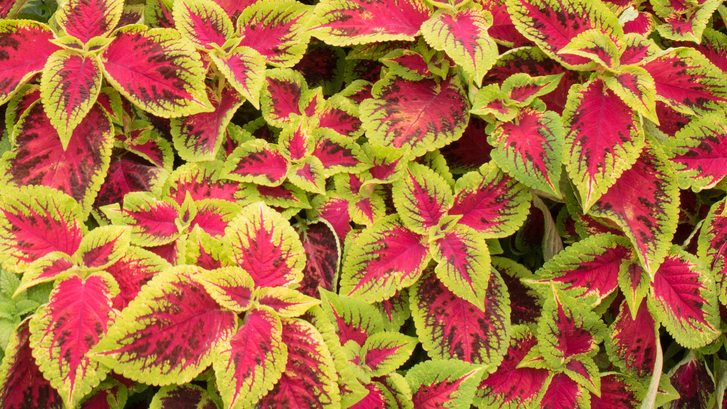 Red Coleus  100 Seeds  Coleus scutellarioides