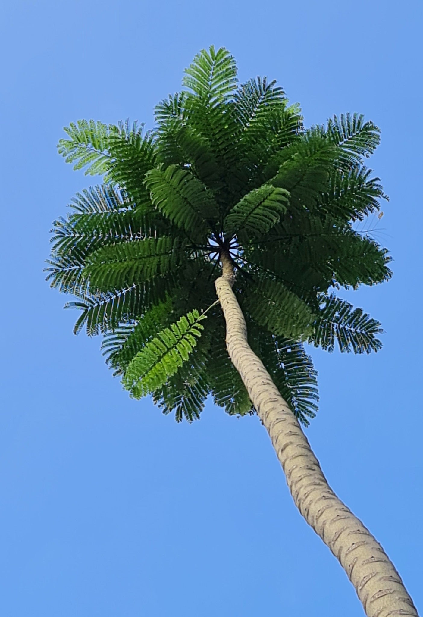 Brazilian Fern Tree   10 Seeds   Schizolobium parahyba