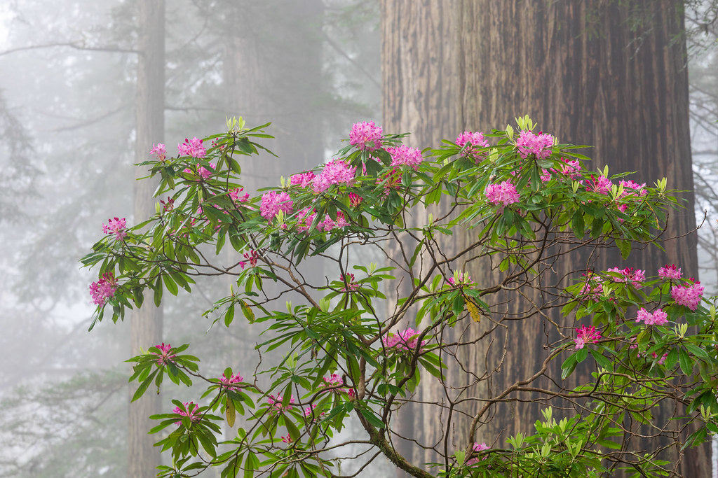 Pacific Rhododendron Rhododendron macrophyllum 100 Seeds – R&B Floridaseeds