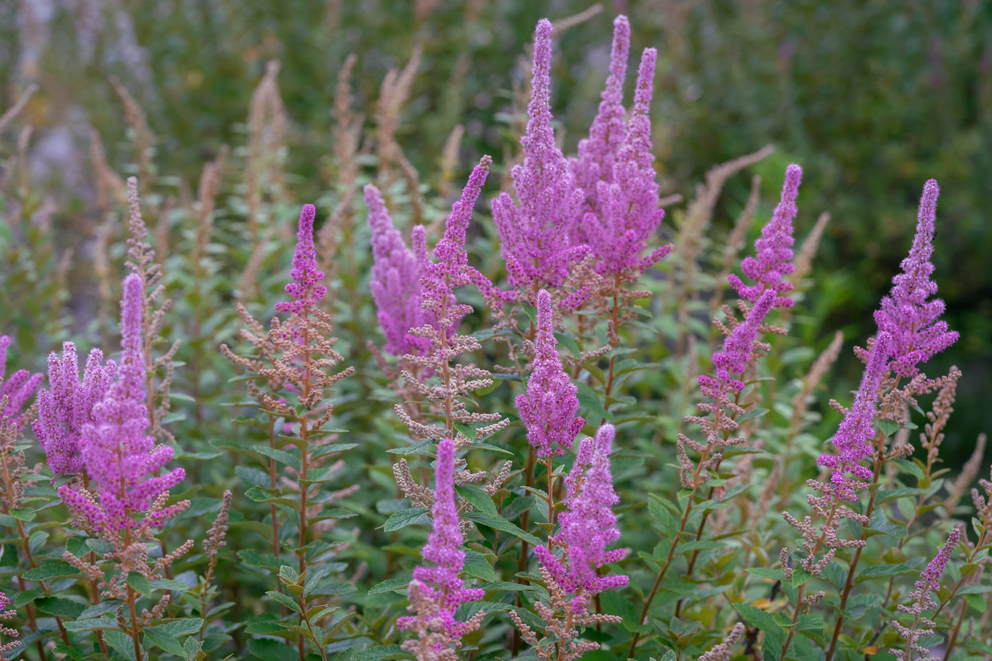 Steeplebush  100 Seeds  Spiraea tomentosa