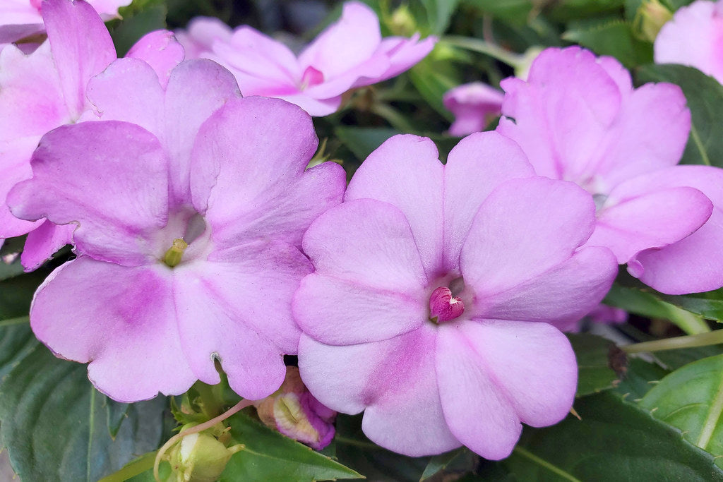 Lavender Impatiens  100 Seeds  Impatiens walleriana