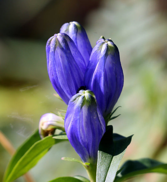 Bottle Gentian 750 Seeds  Gentiana andrewsii