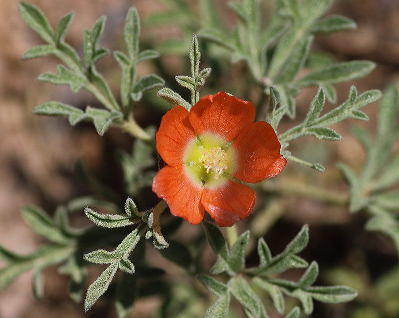 Scarlet Globemallow  100 Seeds  Sphaeralcea coccinea