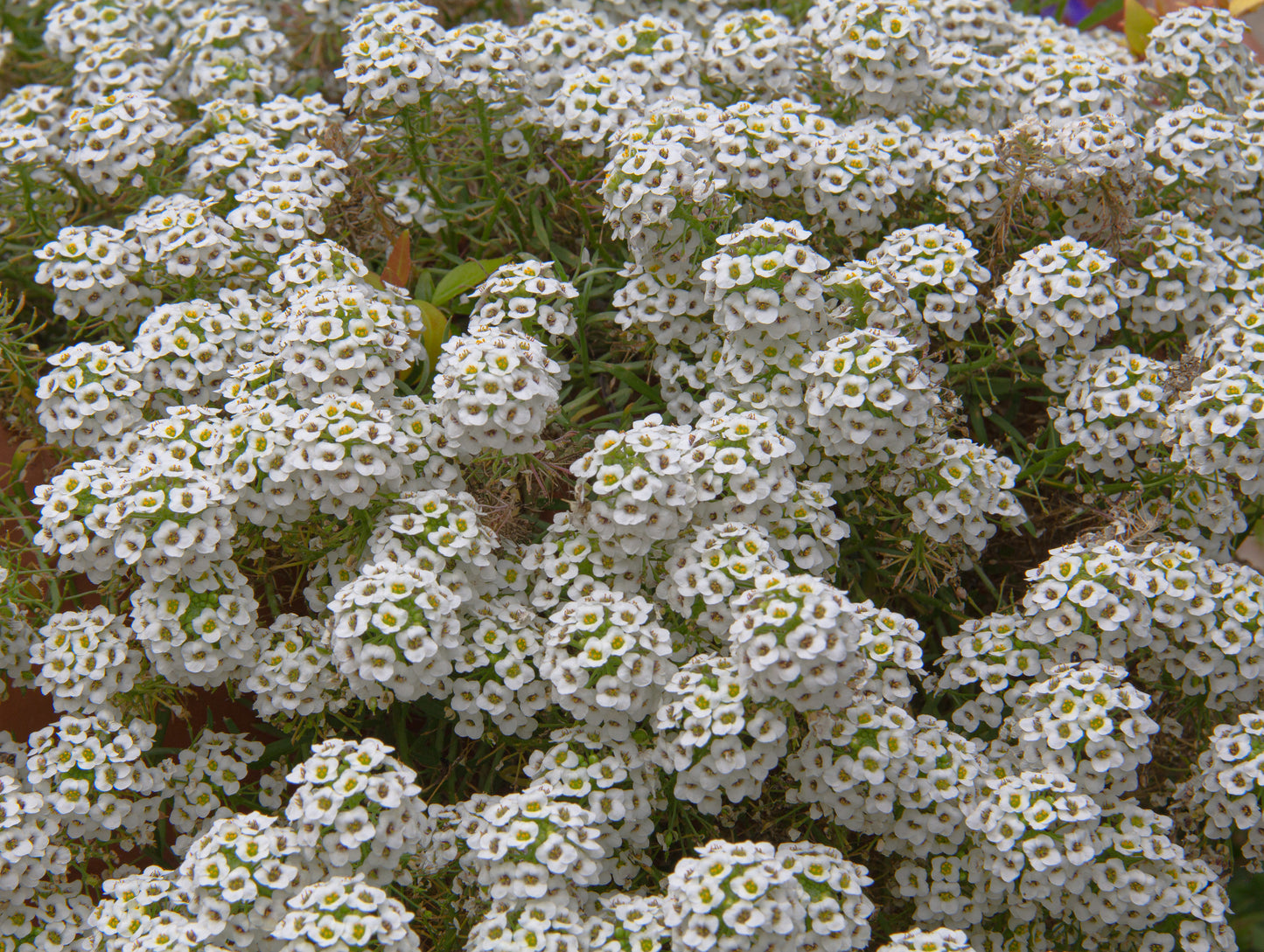 Sweet Alyssum   100 Seeds   Lobularia maritima