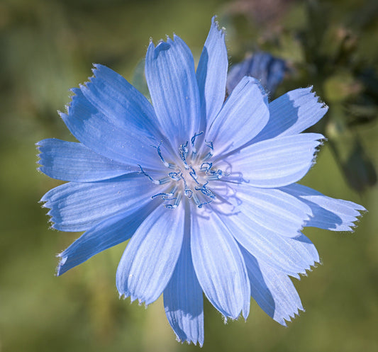 Chicory  2700 Seeds  1/10 Oz  Cichorium intybus