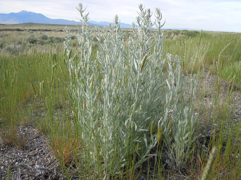 Prairie Sage  1/4 Oz Seeds  Artemisia ludoviciana