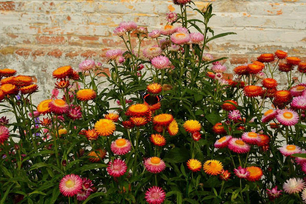 Strawflower Mix  100 Seeds  Helichrysum bracteatum