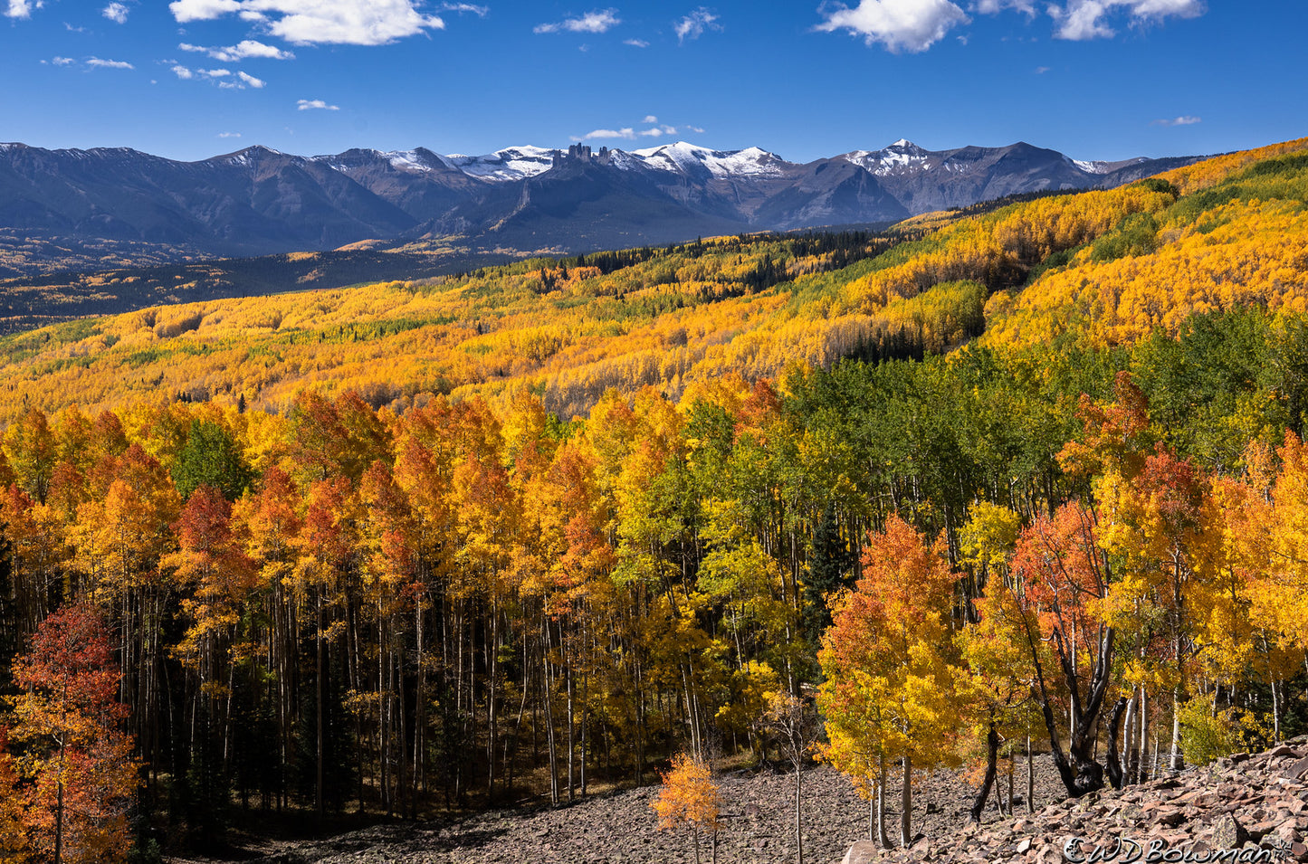 Quaking Aspen  Populus tremuloides  100 Seeds  USA Company