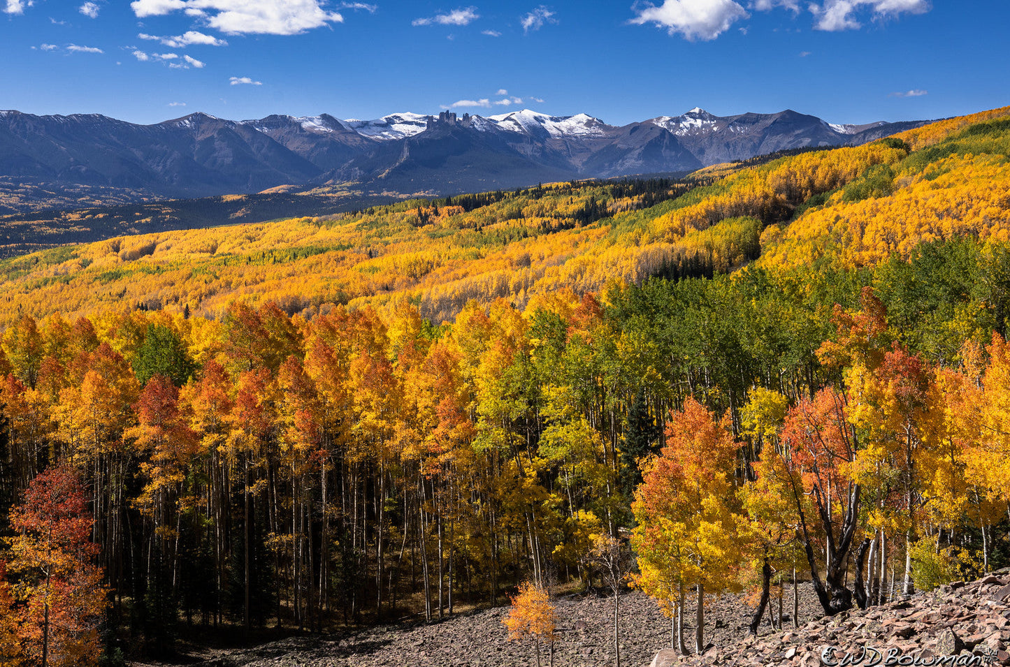 Quaking Aspen  Populus tremuloides  500 Seeds  USA Company