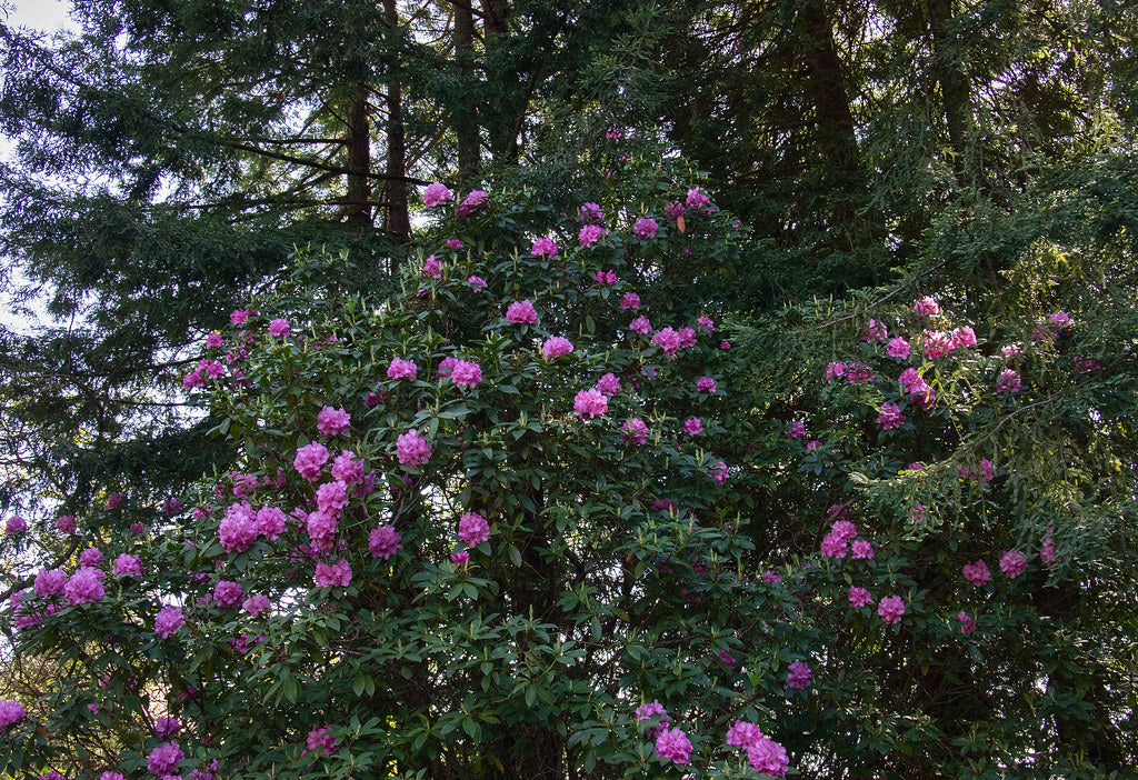 Pacific Rhododendron  Rhododendron macrophyllum  100 Seeds  USA Company