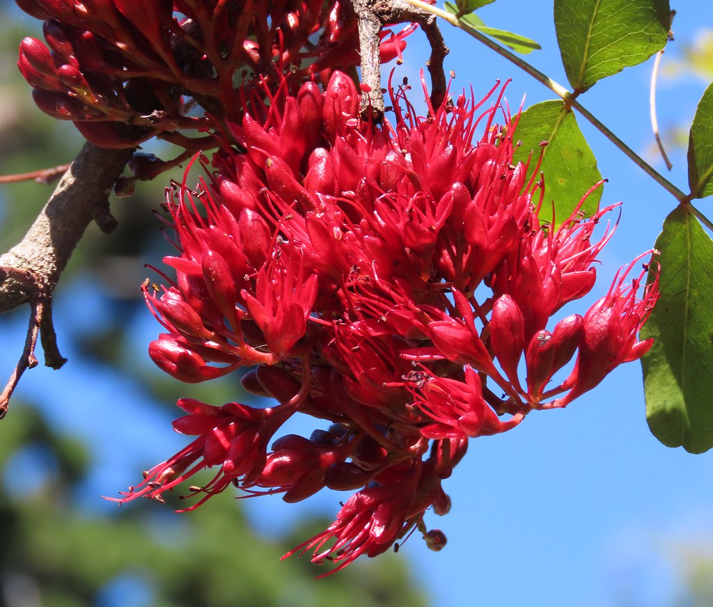 Tree Fuchsia   10 Seeds   Schotia brachypetala