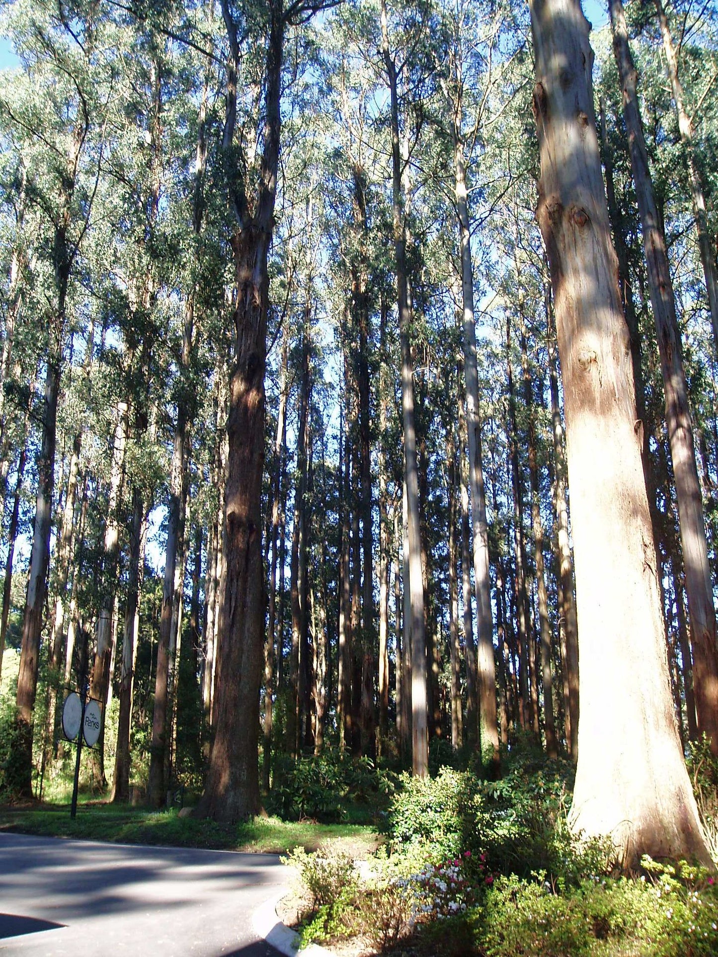 Mountain Ash  Eucalyptus regnans  100 Seeds  USA Company