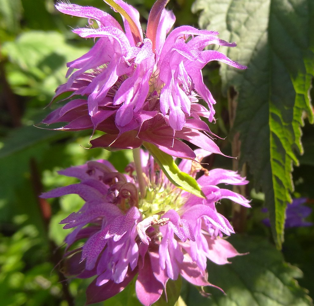 Lemon Mint   100 Seeds  Monarda citriodora