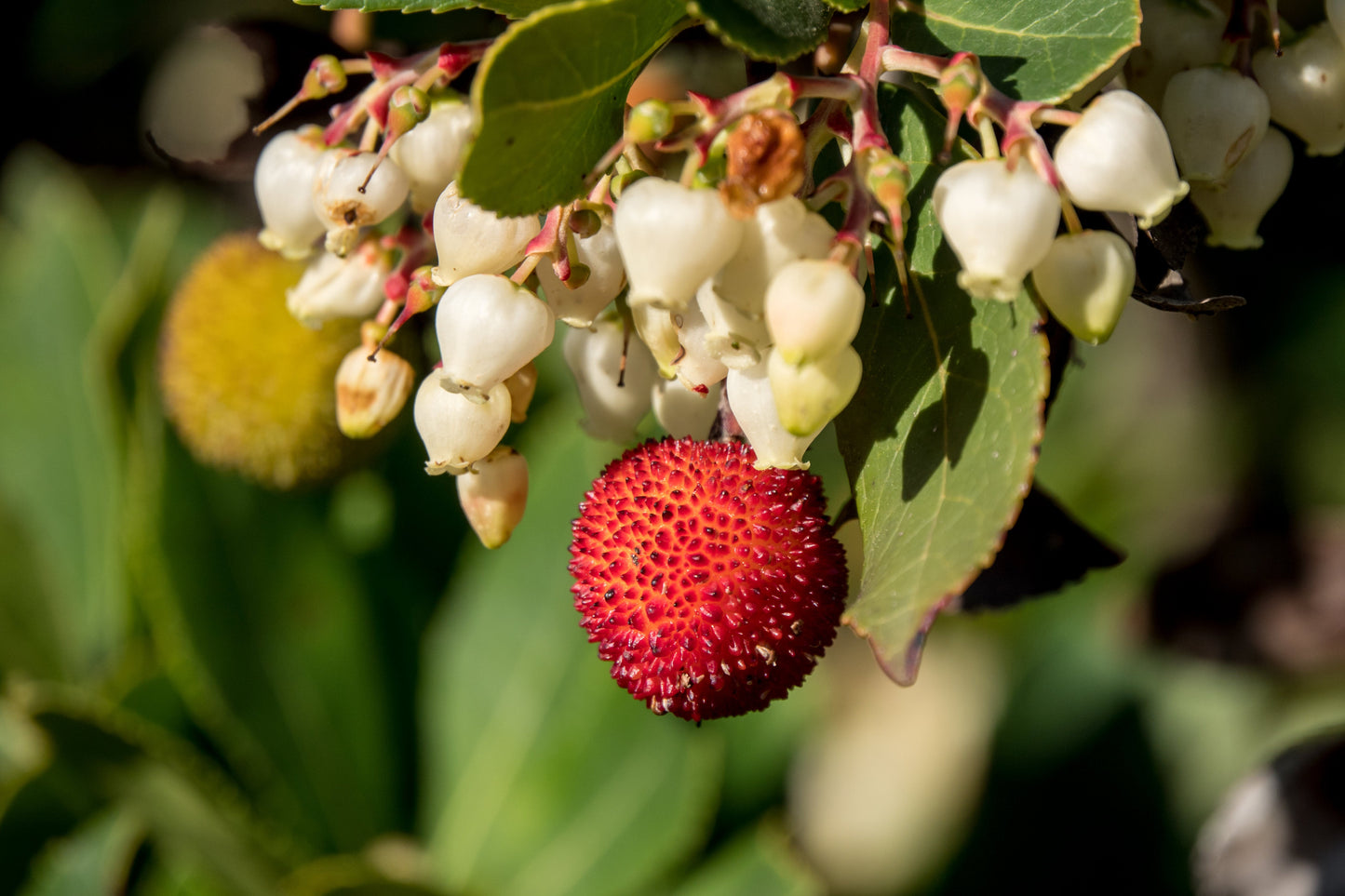 Strawberry Tree Arbutus unedo 100 Seeds