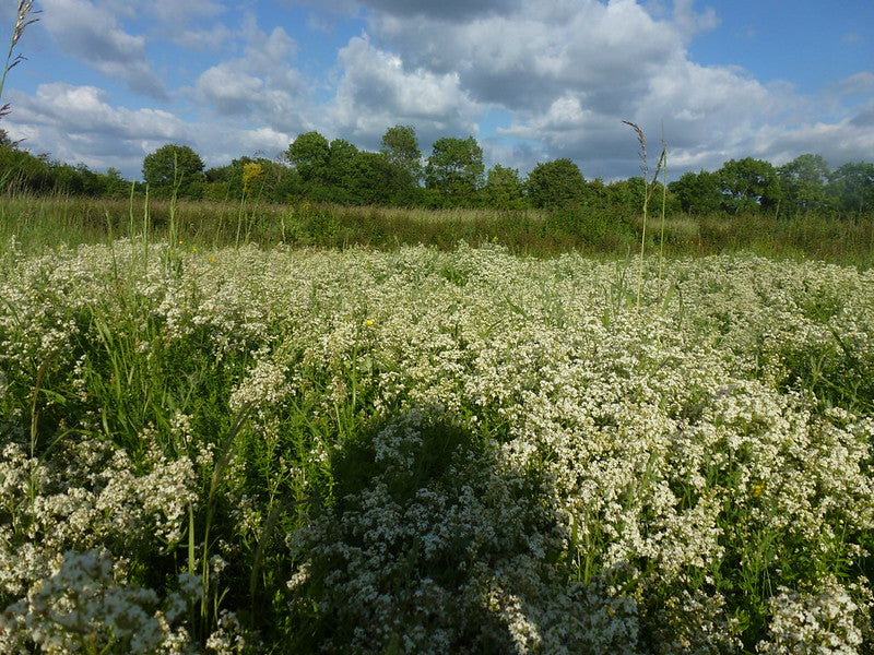 Northern Bedstraw   100 Seeds   Galium boreale