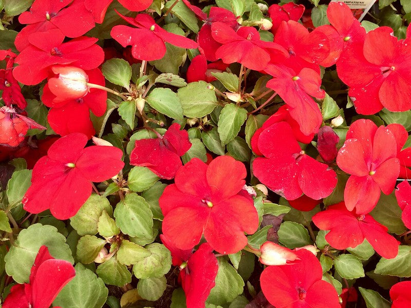 Red Impatiens  100 Seeds  Impatiens walleriana
