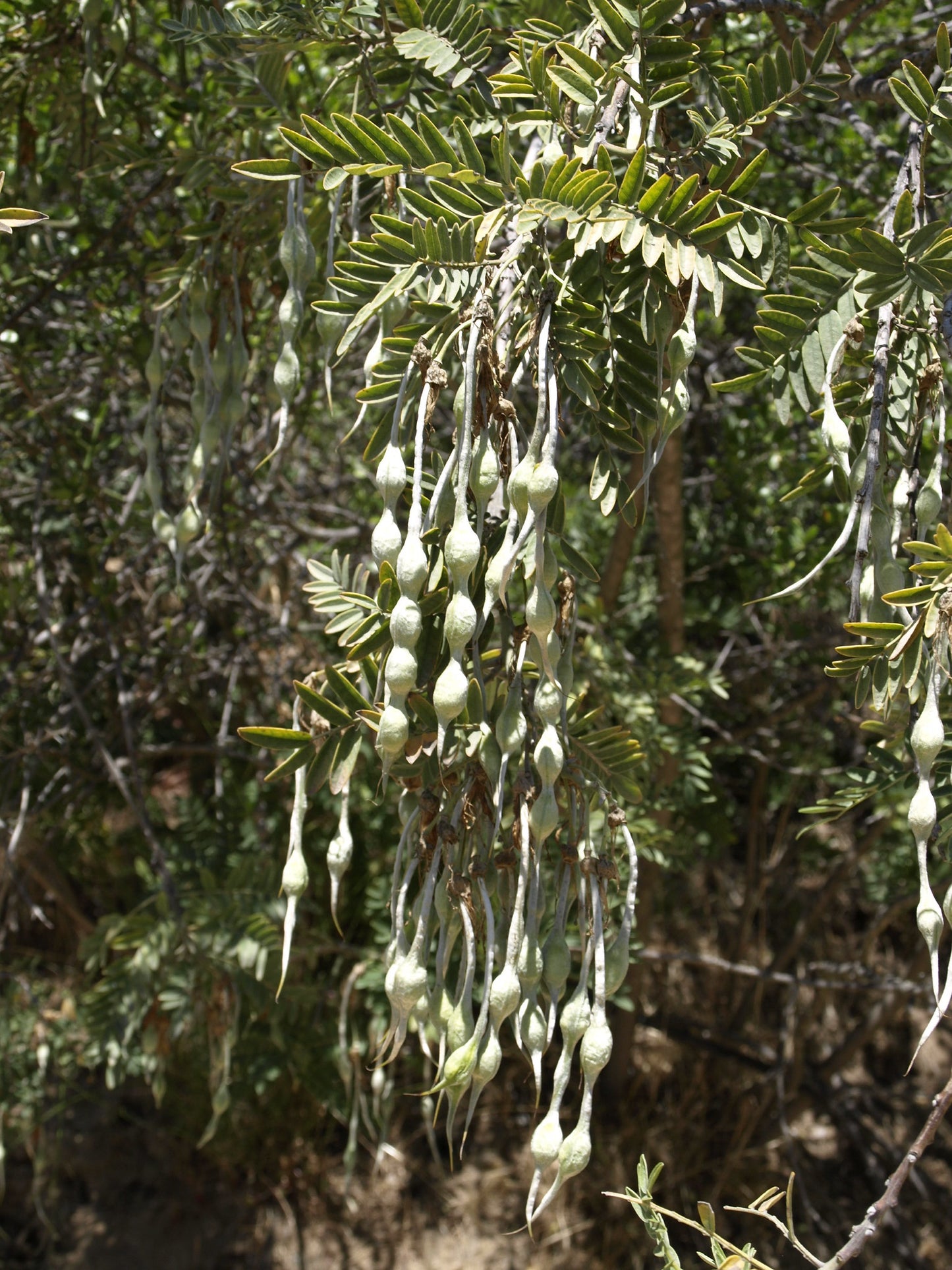 Chilean Kowai   5 Seeds   Sophora macrocarpa