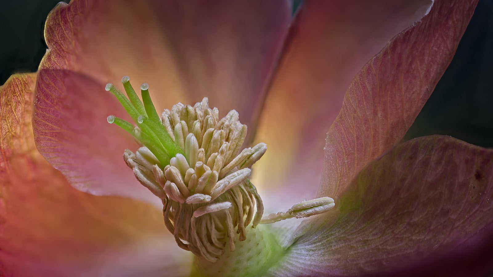 lenten rose seed Lenton Rose 10 Seeds Helleboris orientalis – R&B Floridaseeds