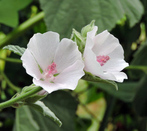 Marshmallow  Althaea officinalis  50 Seeds