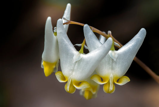 Dutchman’s Breeches  50 Seeds  Dicentra cucullaria