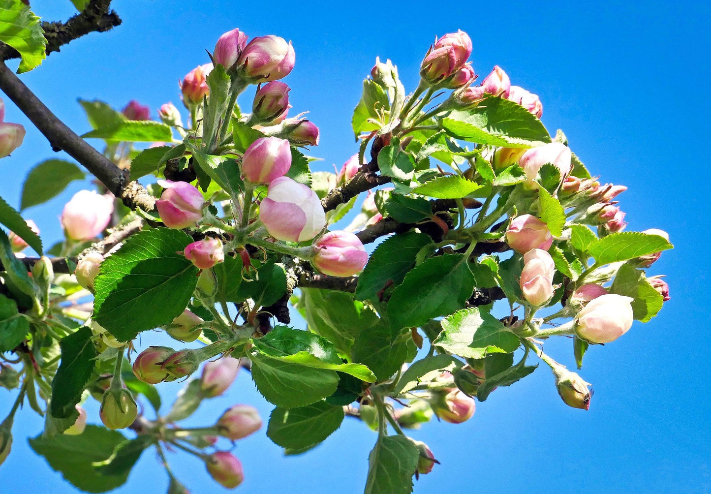 Apple Tree Malus domestica 500 Seeds  USA Company