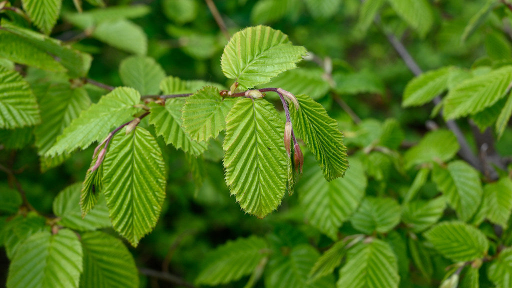 European Hornbeam  Carpinus betulus  100 Seeds  USA Company