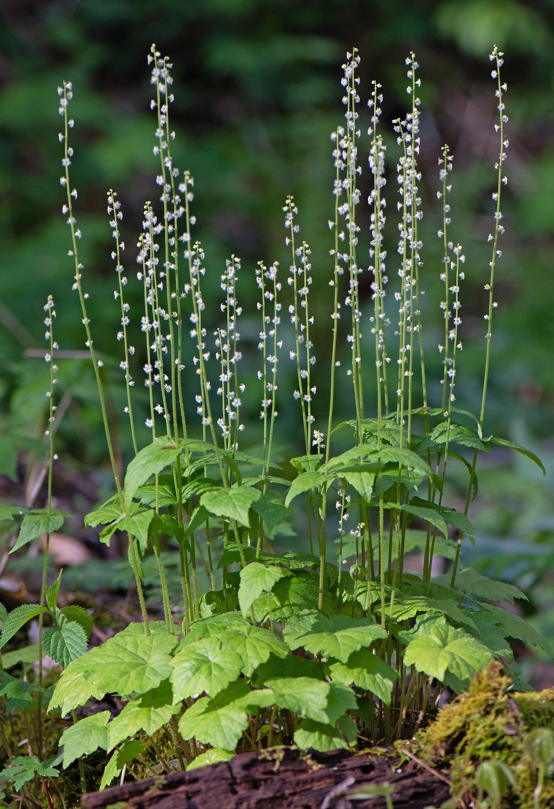 Bishop’s Cap  100 Seeds  Mitella diphylla