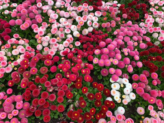 English Daisy Mix  100 Seeds  Bellis perennis