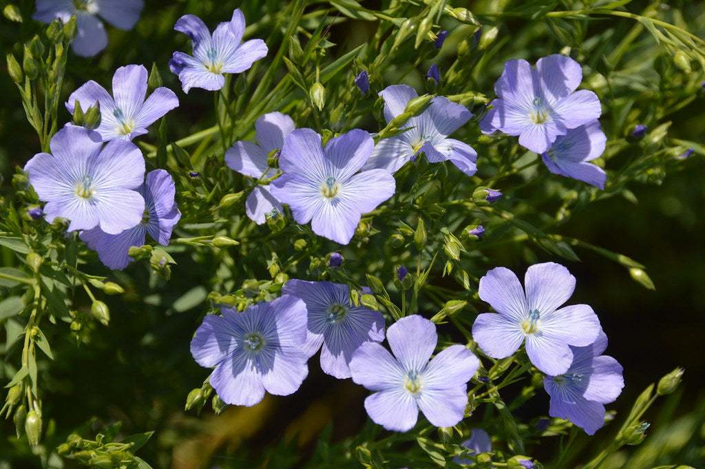 Flax  Linseed  Linum usitatissimum  100 Seeds  USA Company