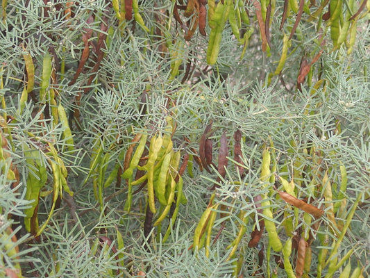 Silver Cassia Feathery Cassia Cassia artemisioides 100 Seeds