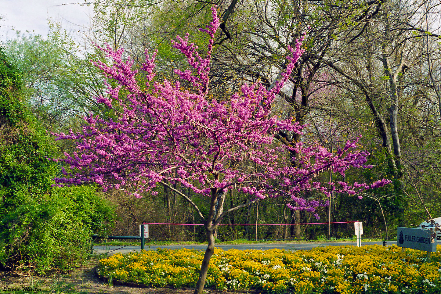 Texas Redbud  Cercis canadensis var. texensis  20 Seeds  USA Company