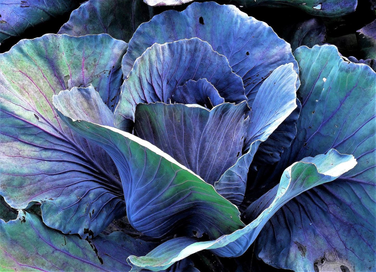 Red Cabbage   100 Seeds   Brassica oleracea